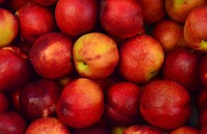 lot of red ripe nectarines close up