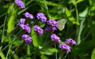 butterfly on purple flowers in the garden on a blurred background