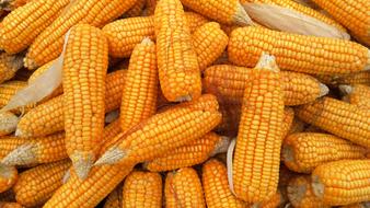Organic orange Corns Food