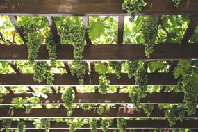 Beautiful, hanging green grapes with green leaves