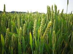 green Wheat Field Agriculture