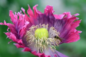 Poppy Flower pink yellow