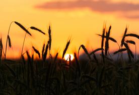 spikelets of wheat on the background of yellow sunset