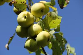 ripe Apples on branch at sky