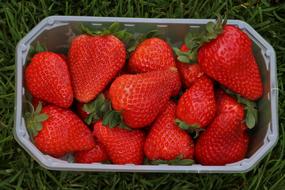 ripe strawberries in a transparent container