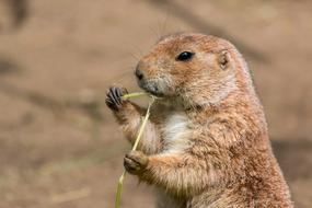 cute small prairie dog eat