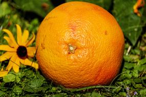 Grapefruit Fruit Vitamins Tropical and flowers