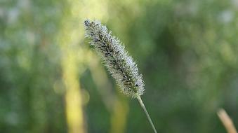 dew drops on the grass on a blurred background