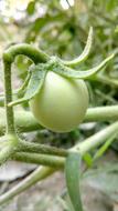 green tomato on a bush close-up