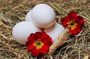 Eggs and Straw Flower