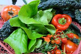 fresh vegetables and lettuce in the net