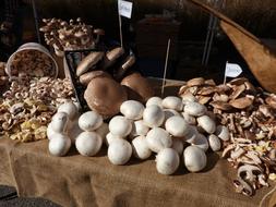 Beautiful and colorful, fresh mushrooms at the farmers market, in light