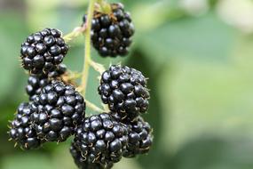 ripe Blackberry at blur green background