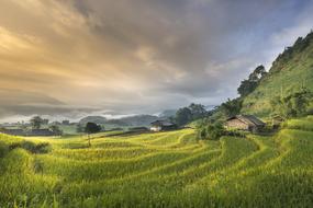 rice plantations in the northeast in Vietnam