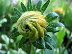 closed bud of meadow grass