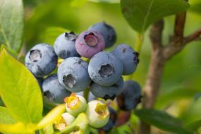 summer photo of blueberries in the forest