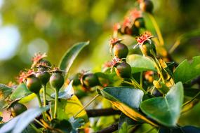 Wild Pear