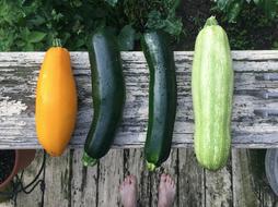 harvest zucchini on a wooden bench