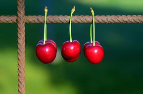 Cherries Fruits on metal fence