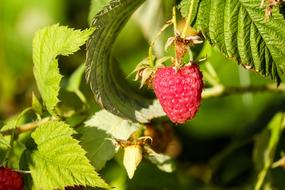 juicy delicious Raspberries Fruit Red