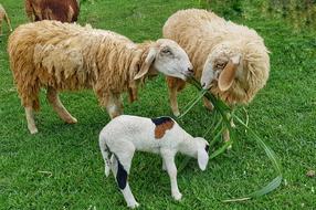 Colorful, cute and beautiful sheeps, eating sugarcane on the green meadow
