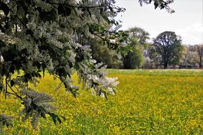 Spring Nature Flower yellow