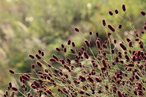 Great Burnet Sanguisorba flowers