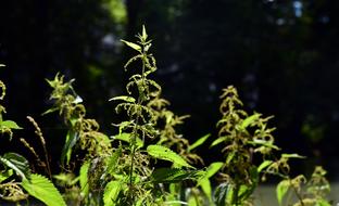 medicinal plants by the river