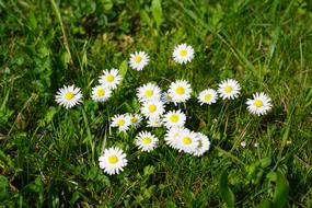 Close-up of the beautiful, blooming, white and yellow daisy flowers, among the green grass, in sunlight