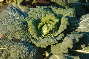 Cabbage Garden green in the sun