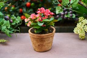 Beautiful and colorful flowers, pot and berries of the plants