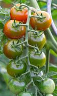 photo of green tomatoes on a branch in the garden