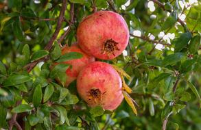 Fruit red Pomegranate