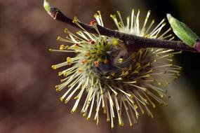 Willow Catkin Pasture flowers
