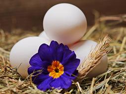 Shiny, white eggs and beautiful, blue and yellow flower, on the straw