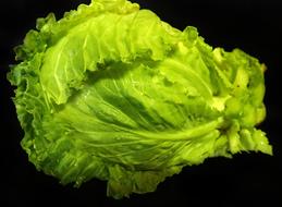 Cabbage Green Vegetable on black background