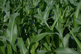 Corn Plant green Leaves