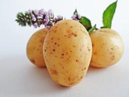 raw unpeeled Potatoes close up