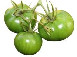 photo of green tomatoes on a white background
