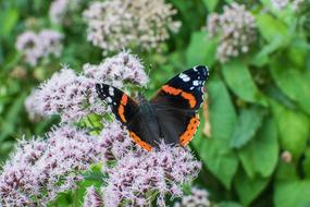 bright Butterfly on purple Blossom