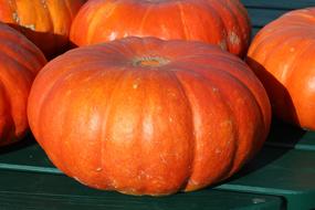 Yellow orange Pumpkins Vegetables