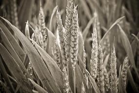 ears of cereals close-up in monochrome