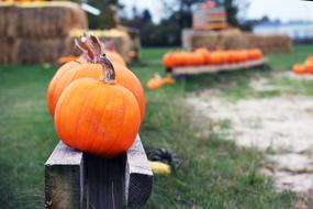 October Pumpkin Halloween orange