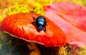 Forest Beetle red Mushroom