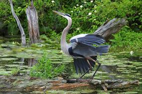 great blue heron stands on a branch in a swamp