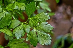 Parsley Green herbs close-up on blurred background