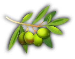 branch with green olives as an illustration