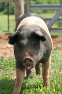 photo of a pink gray pig on the pasture