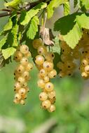 Currants White