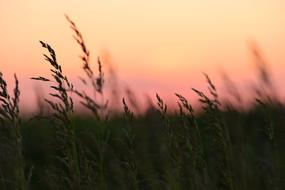 Corn Sunset pink red